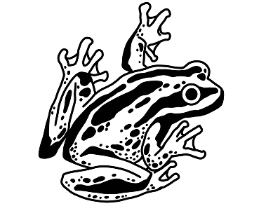 Frog Illustration